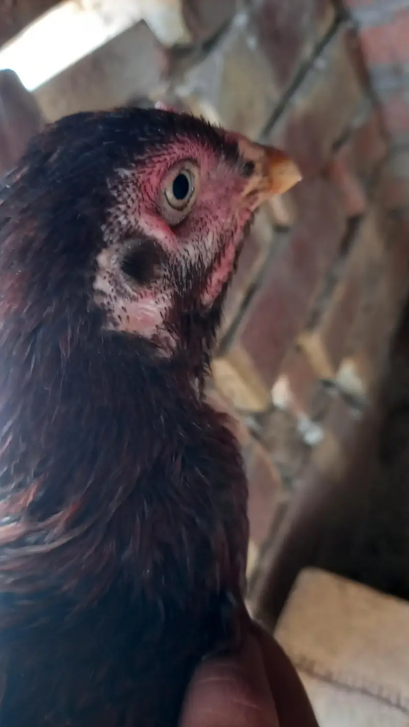 Aseel two female chicken on  egg — photo 5