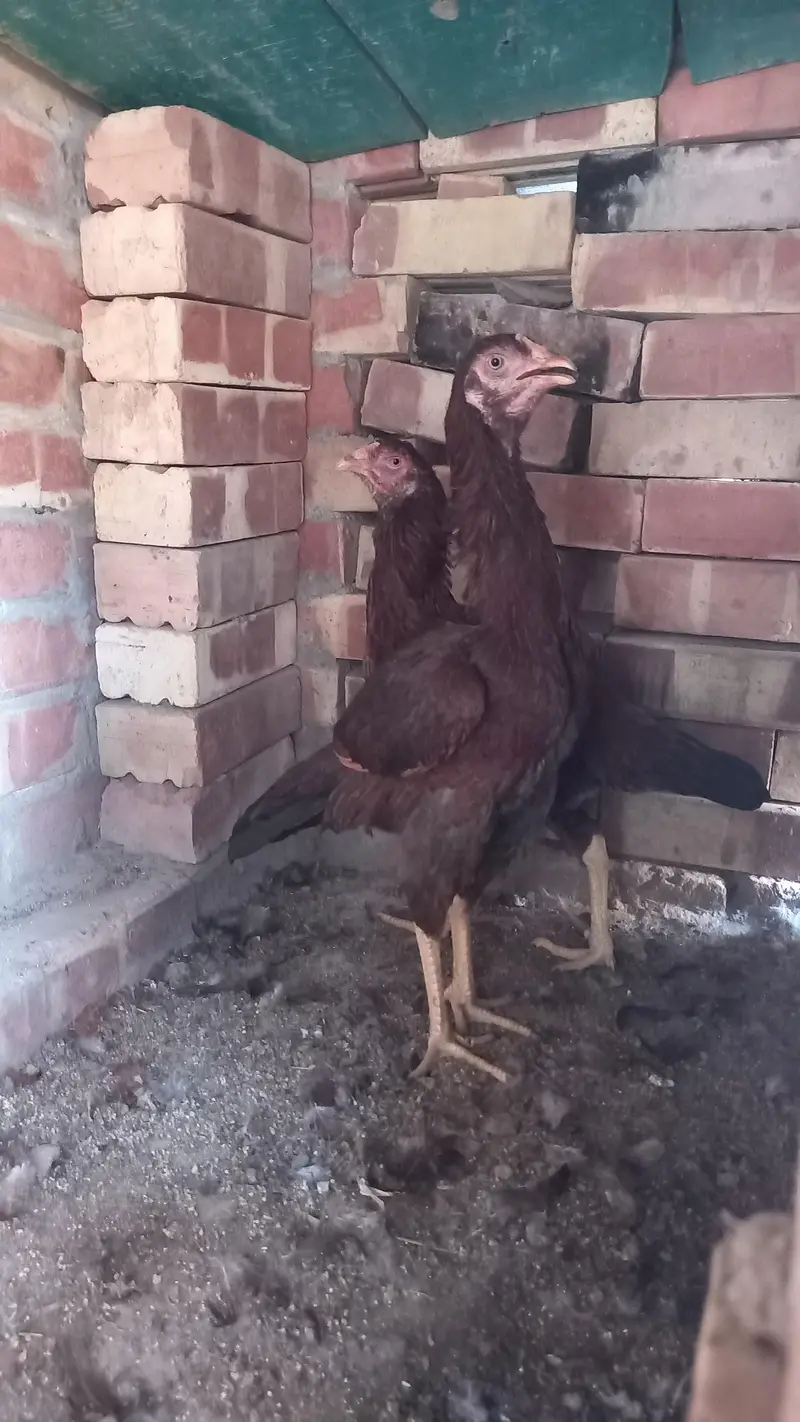 Aseel two female chicken on  egg — photo 6