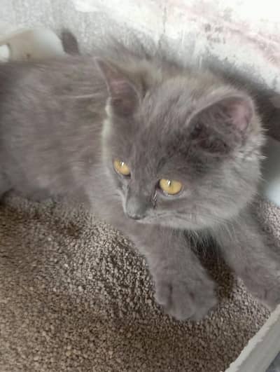 triple coated kitten