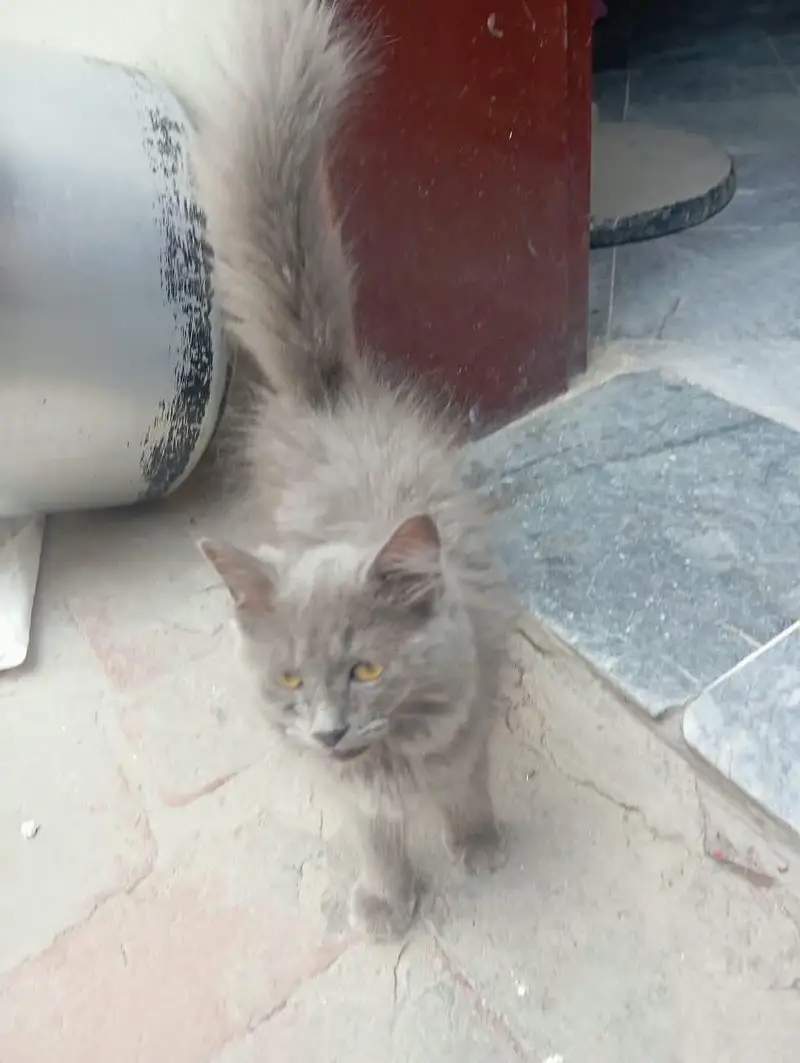 triple coated kitten — photo 2