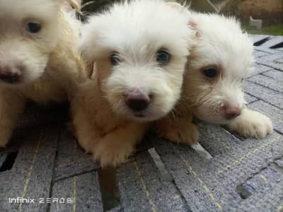 RUSSIAN POODLES PUPPYS