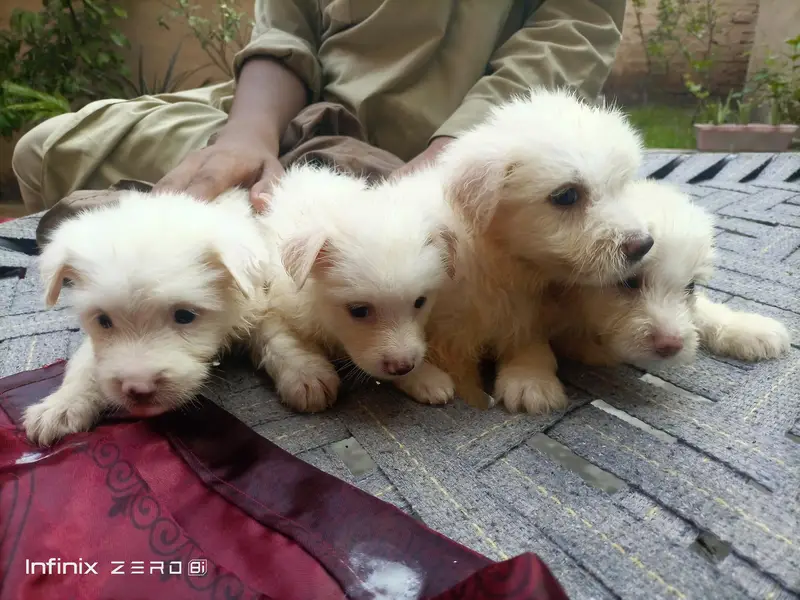 RUSSIAN POODLES PUPPYS — photo 2
