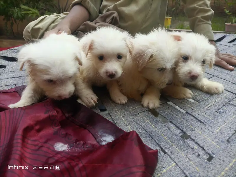 RUSSIAN POODLES PUPPYS — photo 3