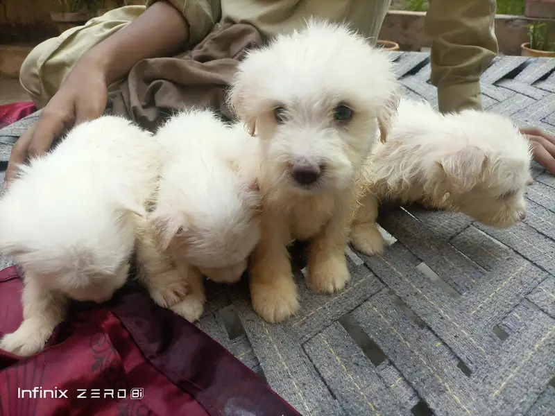 RUSSIAN POODLES PUPPYS — photo 4