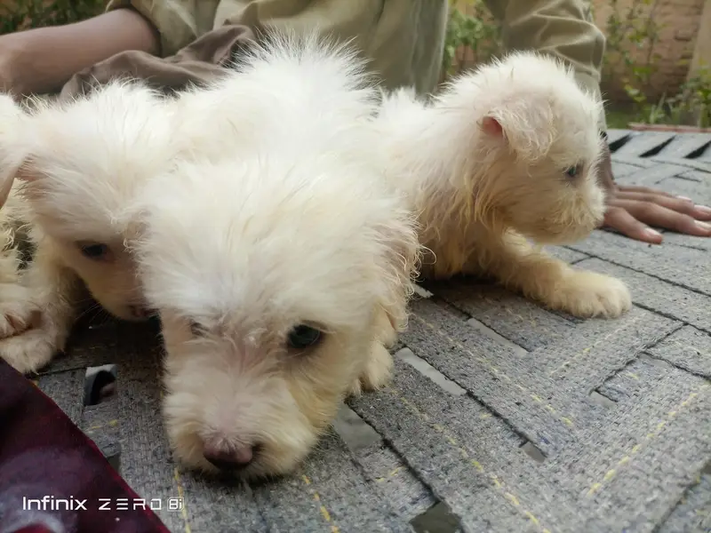 RUSSIAN POODLES PUPPYS — photo 5