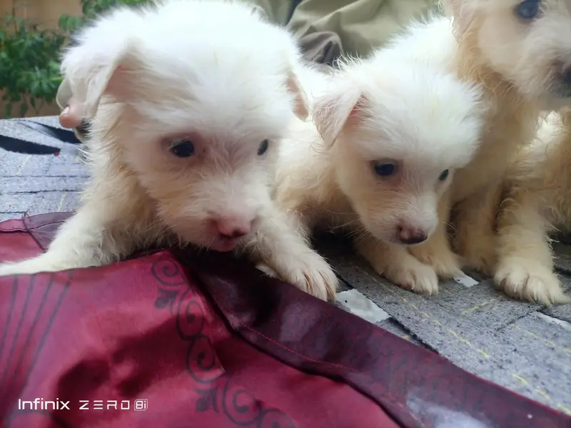 RUSSIAN POODLES PUPPYS — photo 6