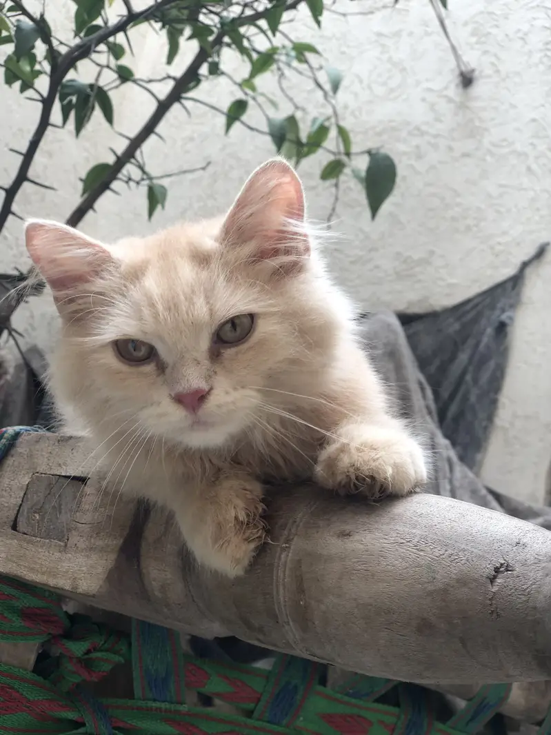 Persian kittens pair- 3 month old - Litter yrained and healthy — photo 3