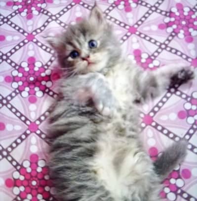 Persian kittens