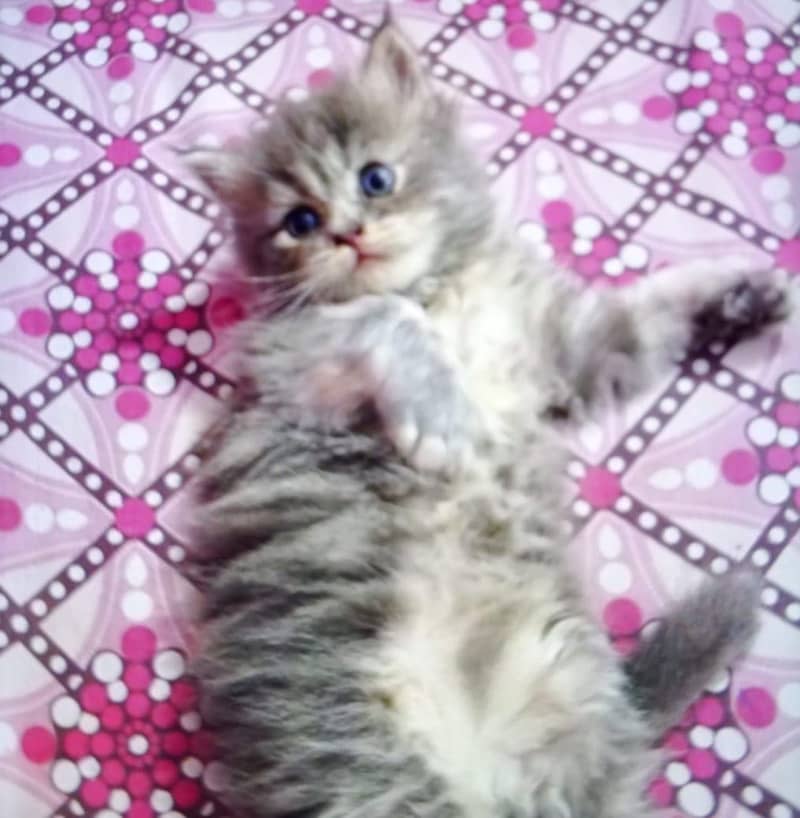 Persian kittens 0