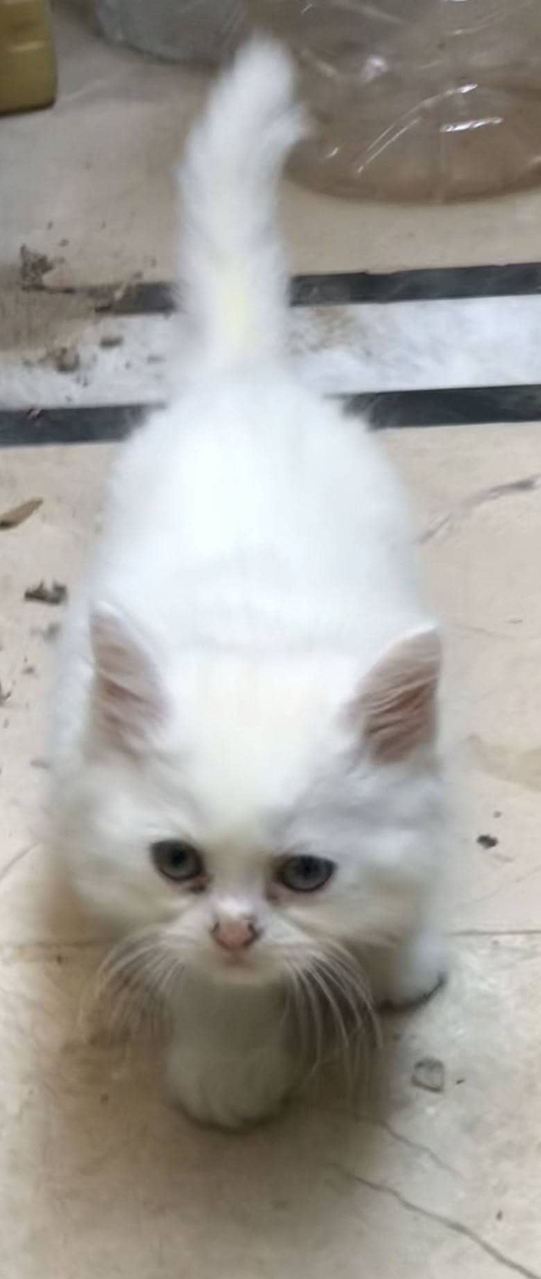 Persian kittens 1
