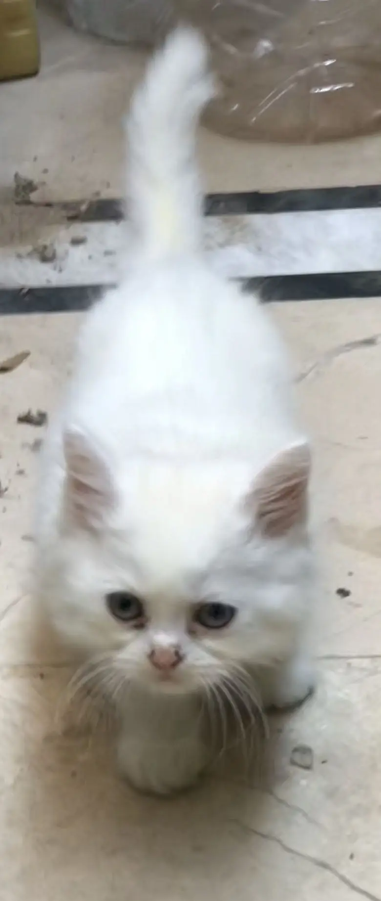 Persian kittens — photo 2