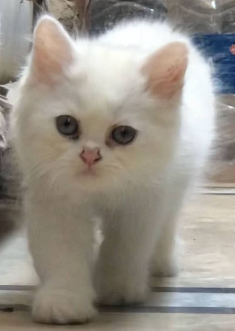 Persian kittens 2