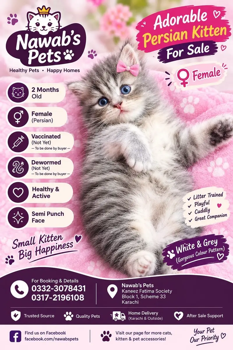 Persian kittens — photo 5