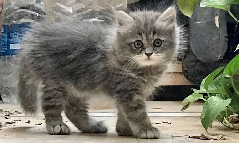 Persian kittens 5