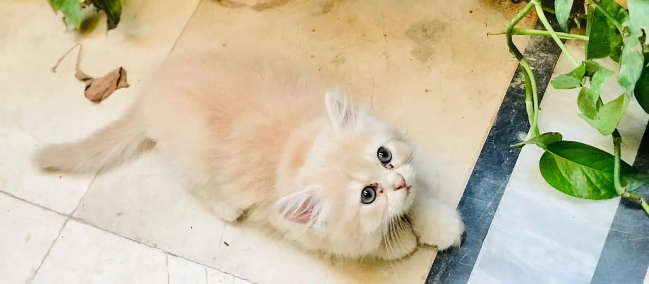 Persian kittens — photo 8