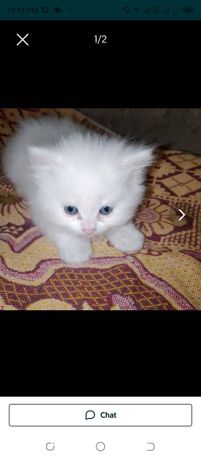 Persian kittens 8