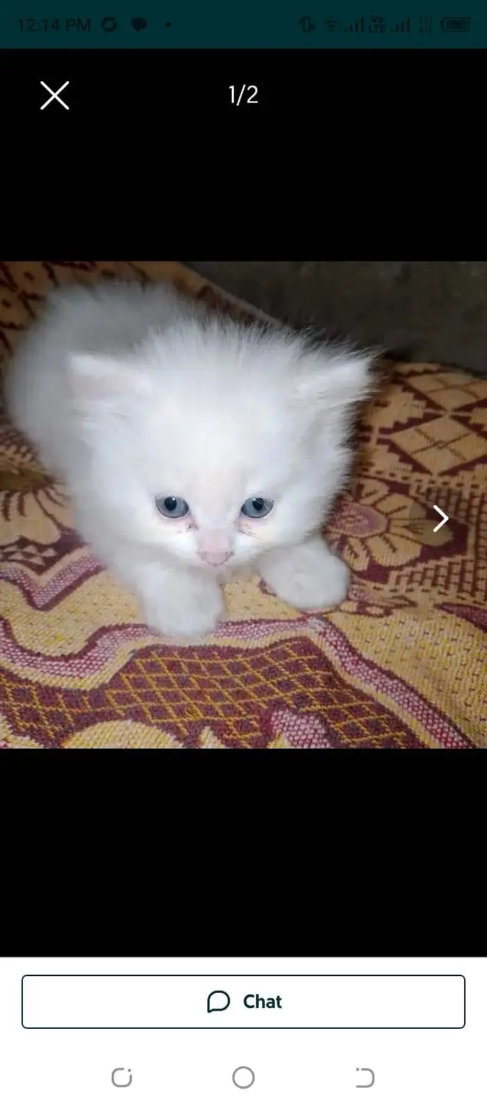 Persian kittens — photo 9