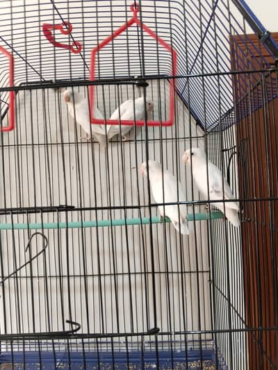 Albino pair 03173800073