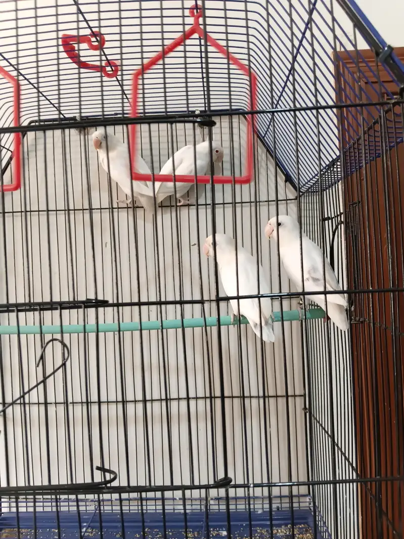 Albino pair 03173800073