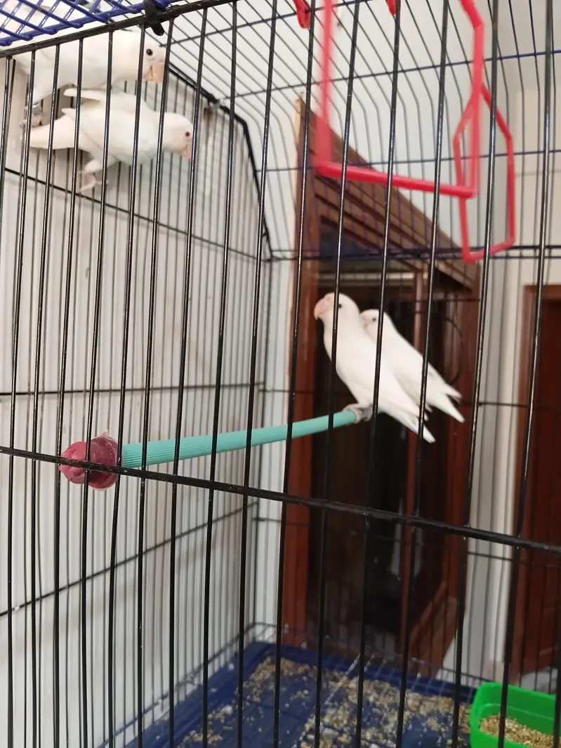 Albino pair 03173800073 — photo 2