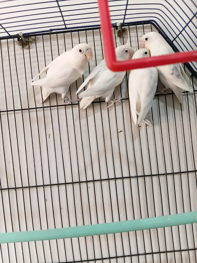 Albino pair 03173800073 — photo 3