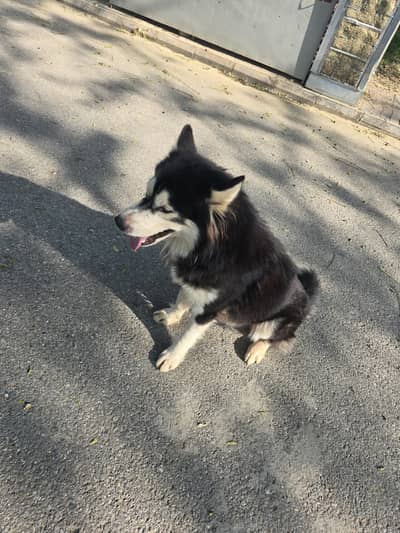 dog for sale