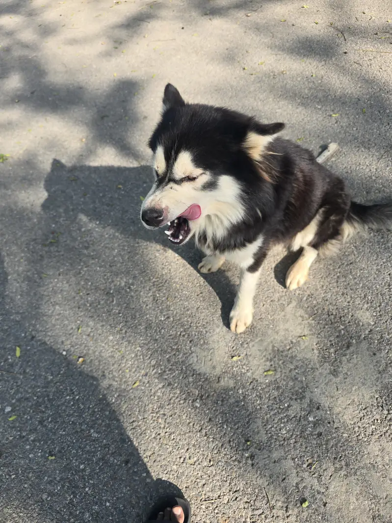 dog for sale — photo 2