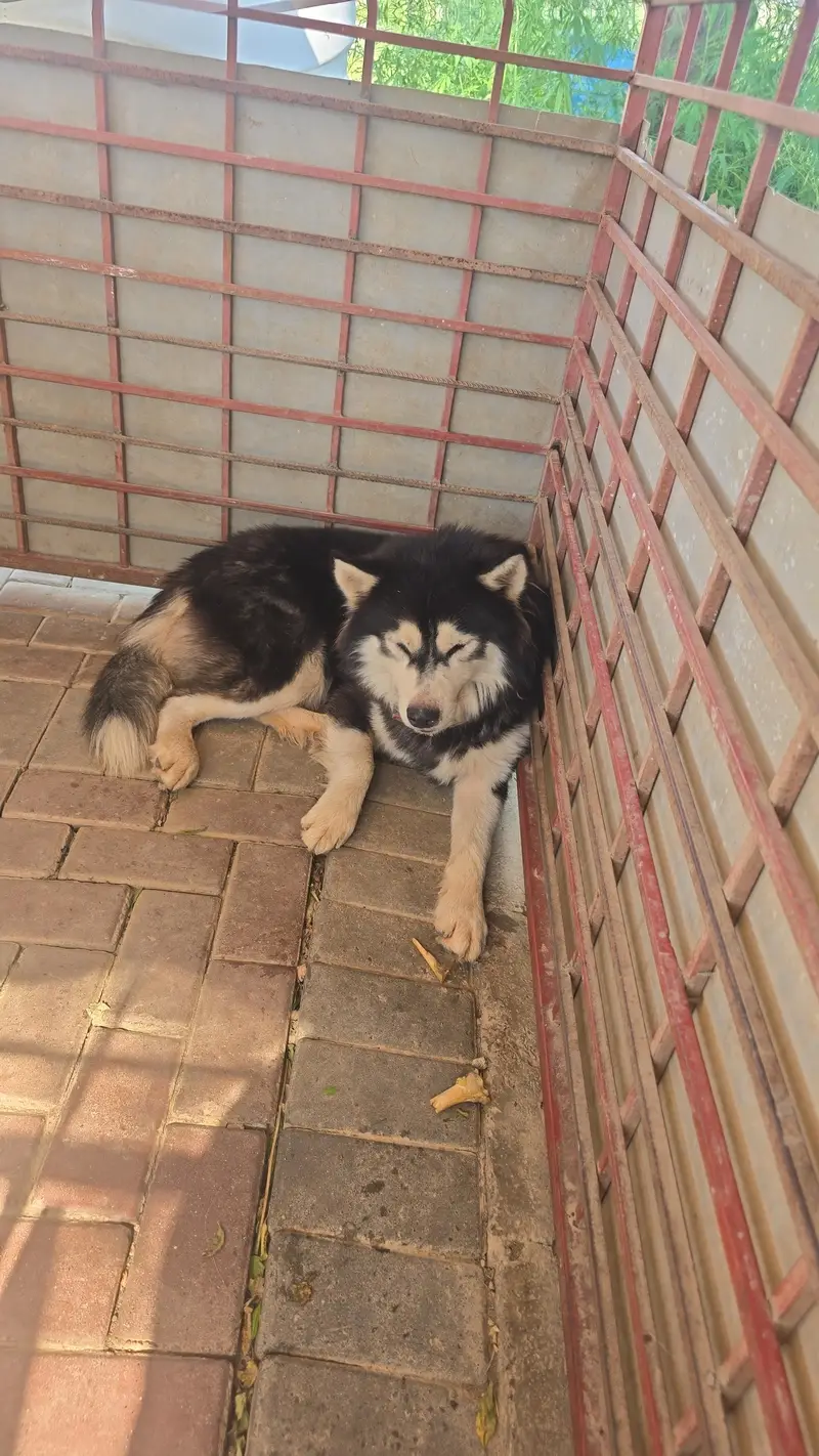 dog for sale — photo 3