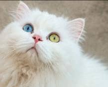 pure white male parshen cat -odd eys -Gujrat