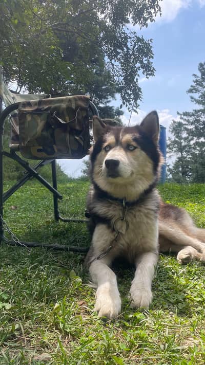 siberian huskey