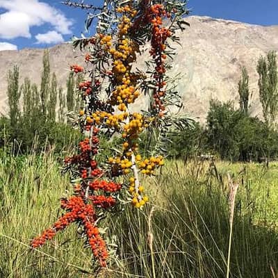 Premium Sea Buckthorn from Gilgit-Baltistan | Wholesale & Retail