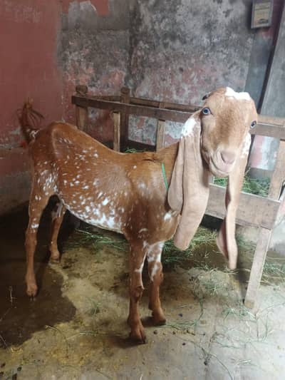 bakra for sale