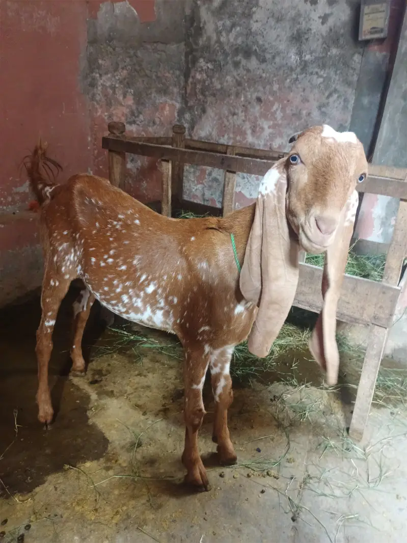bakra for sale