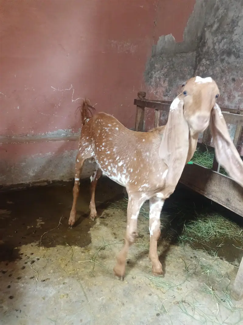 bakra for sale — photo 2
