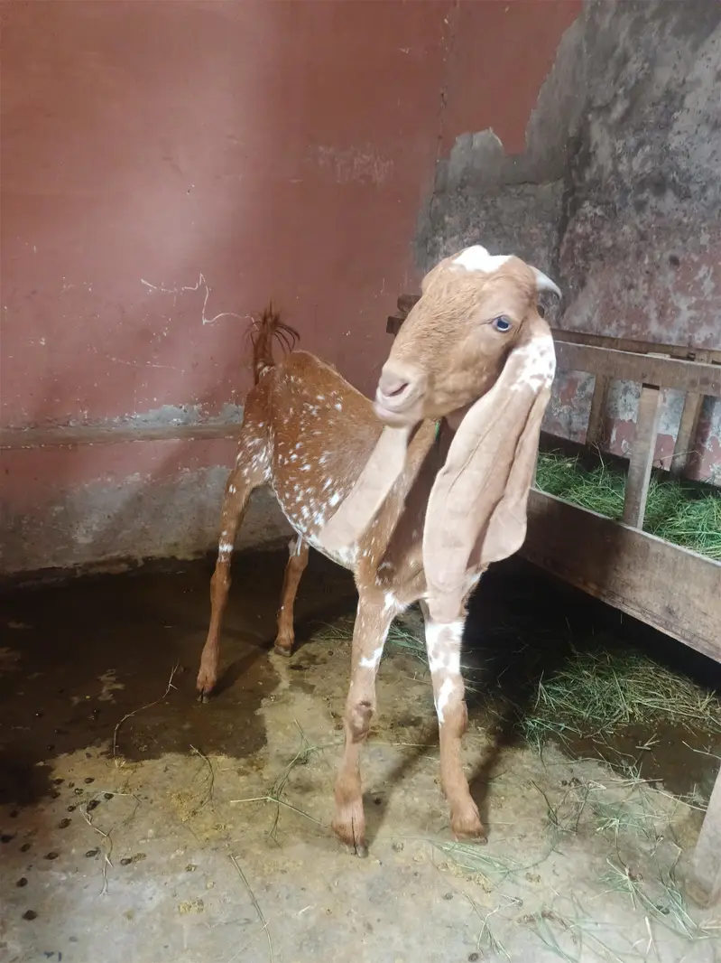 bakra for sale — photo 3