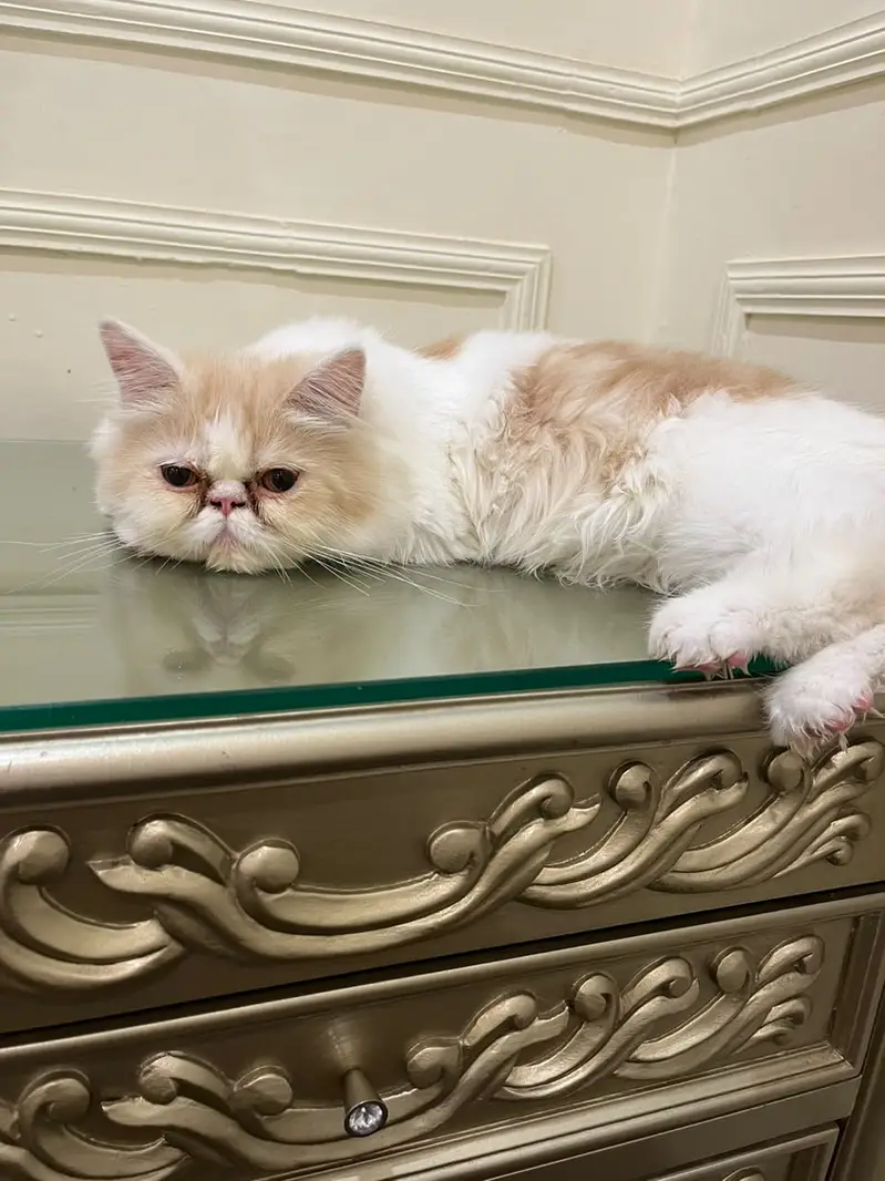 Persian British punch face piki face kitten cat for sale — photo 5