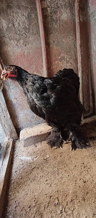 Black  Heavy buff