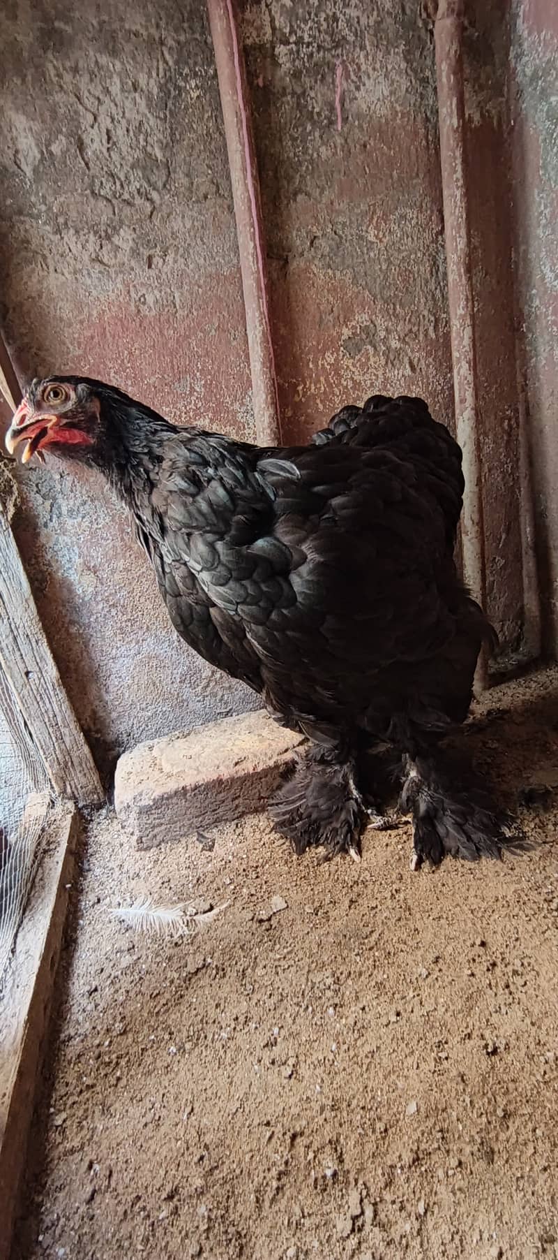Black  Heavy buff 0