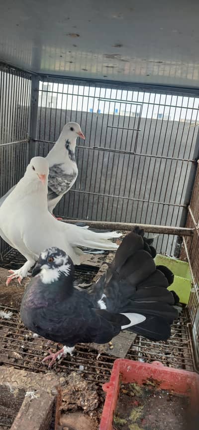 pigeons