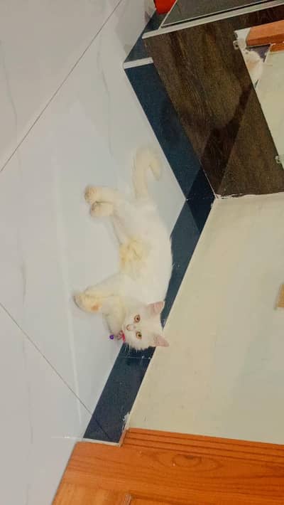 pure Persian cat for sale