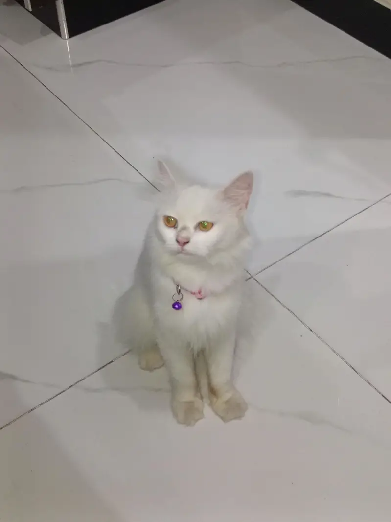 pure Persian cat for sale — photo 2