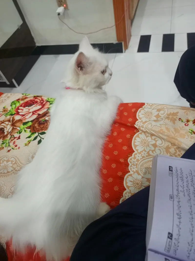 pure Persian cat for sale — photo 3