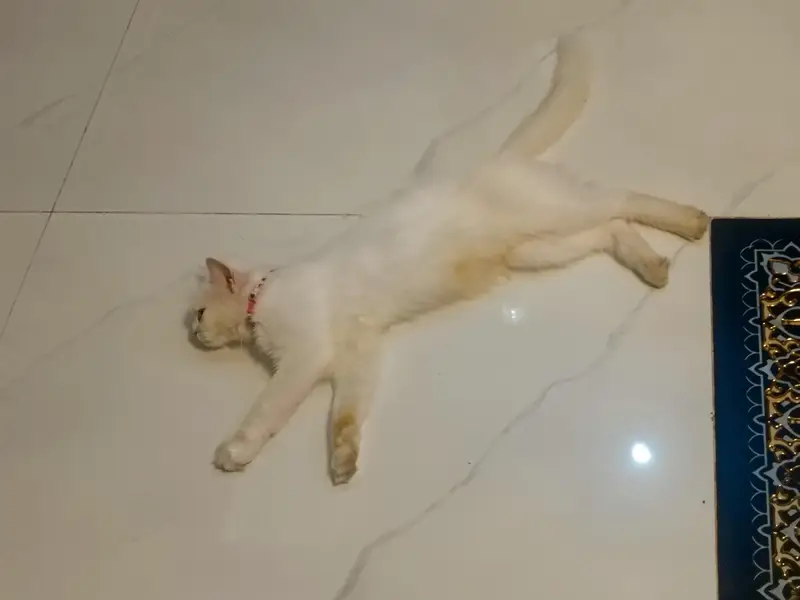 pure Persian cat for sale — photo 4