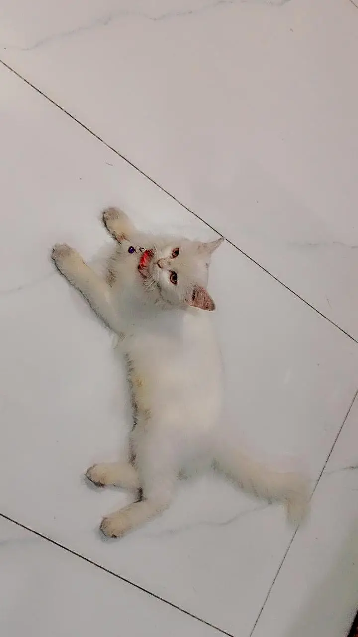 pure Persian cat for sale — photo 6
