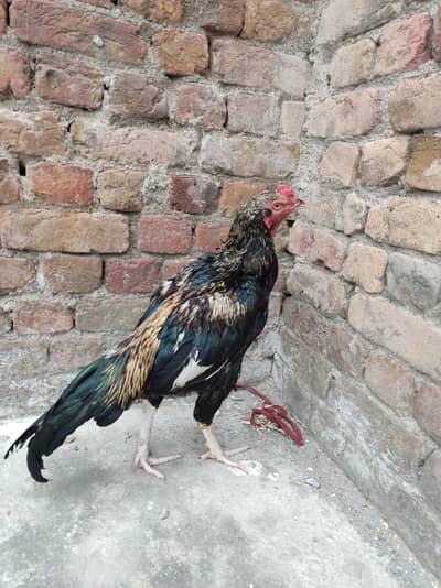 Aseel Pair Pure Lasani_03432628764 Whatsapp only