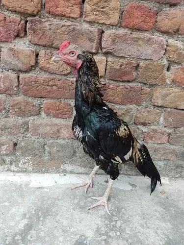Aseel Pair Pure Lasani_03432628764 Whatsapp only — photo 2