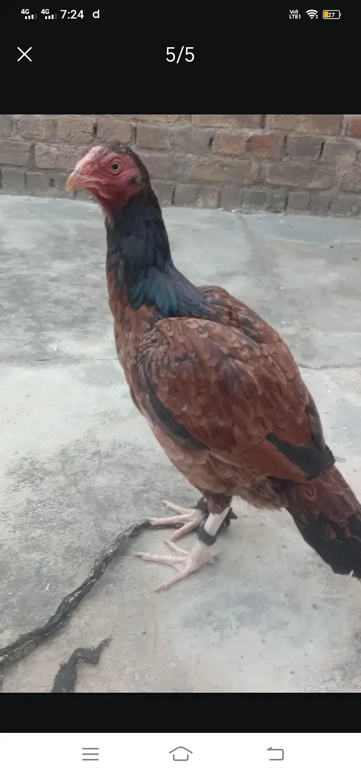 Aseel Pair Pure Lasani_03432628764 Whatsapp only — photo 4