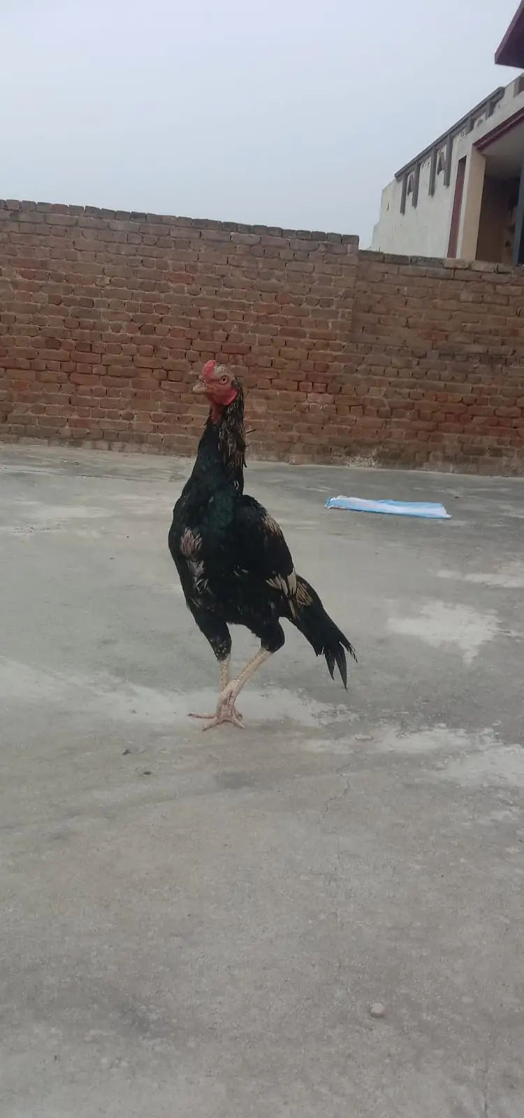 Aseel Pair Pure Lasani_03432628764 Whatsapp only — photo 5
