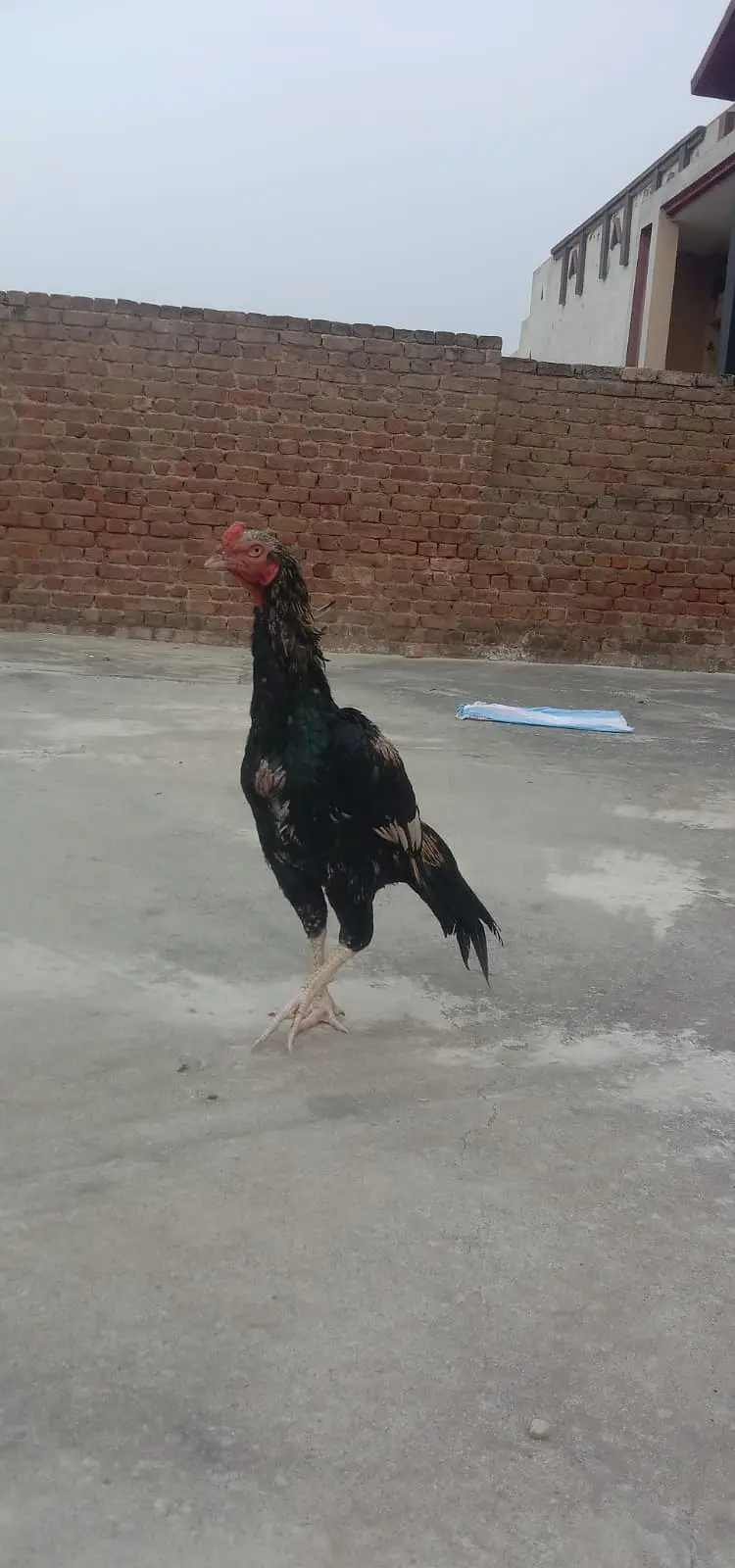 Aseel Pair Pure Lasani_03432628764 Whatsapp only — photo 6