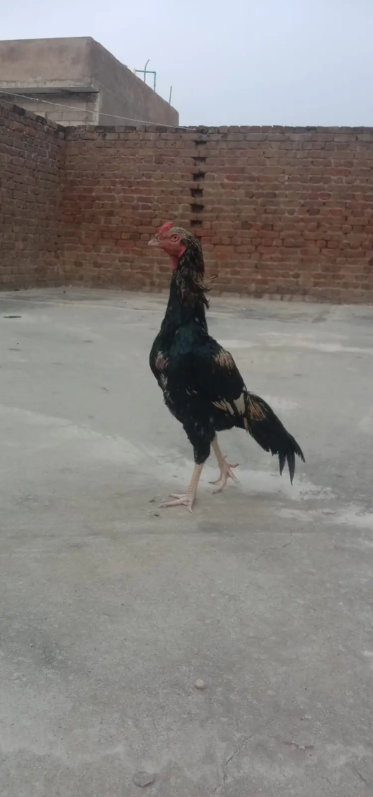 Aseel Pair Pure Lasani_03432628764 Whatsapp only — photo 7